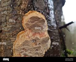 Attēlu rezultāti vaicājumam “Phellinus pomaceus”