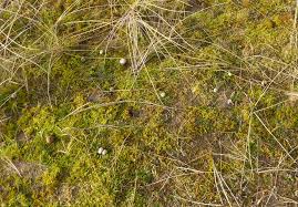 Attēlu rezultāti vaicājumam “Syntrichia ruralis var. ruraliformis”