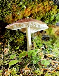 Attēlu rezultāti vaicājumam “Pluteus umbrosus”