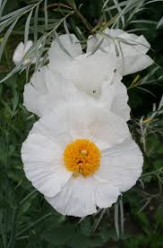 Image result for Romneya coulteri