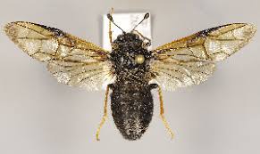 Attēlu rezultāti vaicājumam “Trichiosoma”