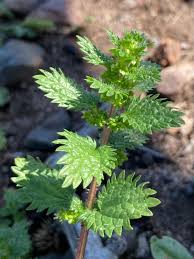 Attēlu rezultāti vaicājumam “Urtica urens”