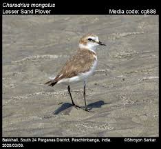 Image result for Charadrius mongolus