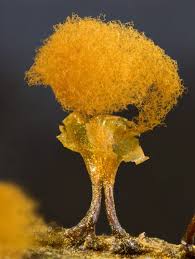 Attēlu rezultāti vaicājumam “Hemitrichia clavata stalked”