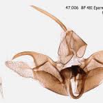 Attēlu rezultāti vaicājumam “Epermenia falciformis”