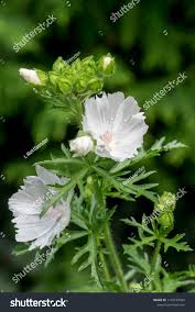 Attēlu rezultāti vaicājumam “Malva moschata flower”