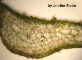 Attēlu rezultāti vaicājumam “Pellia neesiana”