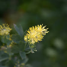 Attēlu rezultāti vaicājumam “Thalictrum flavum bud”
