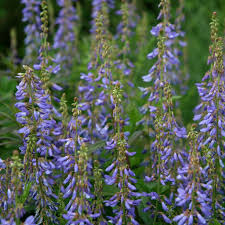 Attēlu rezultāti vaicājumam “Galega orientalis leaf”