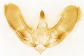 Attēlu rezultāti vaicājumam “Pyrausta cingulata”