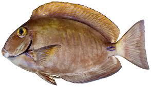 Image result for Acanthurus chirurgus