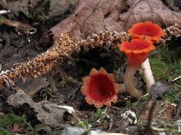 Attēlu rezultāti vaicājumam “Microstoma protracta”