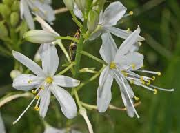 Attēlu rezultāti vaicājumam “Anthericum ramosum”