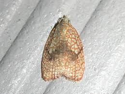 Attēlu rezultāti vaicājumam “Acleris forsskaleana”