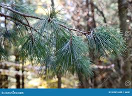 Attēlu rezultāti vaicājumam “Pinus peuce”