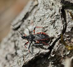 Attēlu rezultāti vaicājumam “Rhynocoris annulatus”