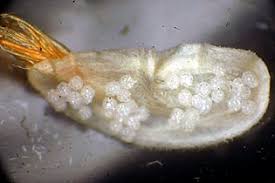 Attēlu rezultāti vaicājumam “Galerucella nymphaeae pupa”