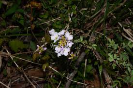 Attēlu rezultāti vaicājumam “Cardamine pratensis flower”
