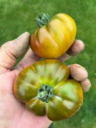 Afbeeldingsresultaat voor erdie family oxheart tomato