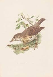 Attēlu rezultāti vaicājumam “Turdus philomelos”