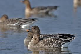 Attēlu rezultāti vaicājumam “Anser serrirostris”