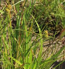 Attēlu rezultāti vaicājumam “Carex flava”