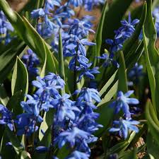 Attēlu rezultāti vaicājumam “Scilla siberica bud”
