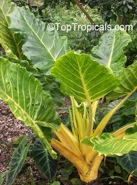 Attēlu rezultāti vaicājumam “Lophozia laxa macro”