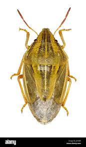 Attēlu rezultāti vaicājumam “Aelia acuminata”