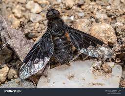 Attēlu rezultāti vaicājumam “Hemipenthes morio”