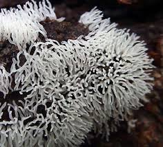 Attēlu rezultāti vaicājumam “Badhamiopsis ainoae macro”
