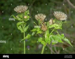 Attēlu rezultāti vaicājumam “Cirsium oleraceum leaf”