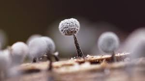 Attēlu rezultāti vaicājumam “Physarum album spores”