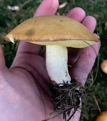Attēlu rezultāti vaicājumam “Suillus granulatus”