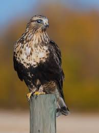 Attēlu rezultāti vaicājumam “Buteo lagopus”