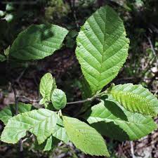 Attēlu rezultāti vaicājumam “Alnus”