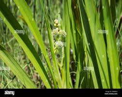 Attēlu rezultāti vaicājumam “Sparganium erectum aggr. leaf”
