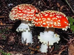 Attēlu rezultāti vaicājumam “Amanita muscaria”