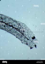 Attēlu rezultāti vaicājumam “Stemonitis virginiensis”