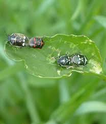 Attēlu rezultāti vaicājumam “Eurydema dominulus imago”