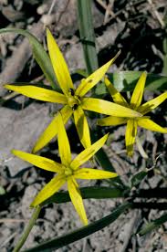Attēlu rezultāti vaicājumam “Gagea pratensis flower”