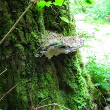 Attēlu rezultāti vaicājumam “Heterobasidion parviporum”