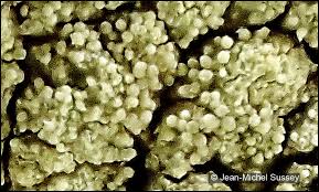 Attēlu rezultāti vaicājumam “Pertusaria flavida”