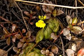 Attēlu rezultāti vaicājumam “Riccardia palmata”