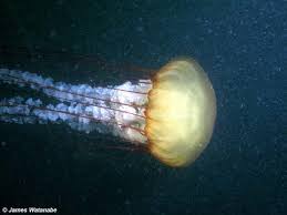 Attēlu rezultāti vaicājumam “Scyphozoa”