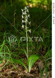 Attēlu rezultāti vaicājumam “Platanthera bifolia”