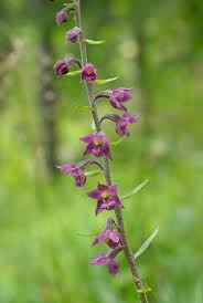 Attēlu rezultāti vaicājumam “Epipactis atrorubens leaf”