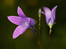 Image result for Campanula patula