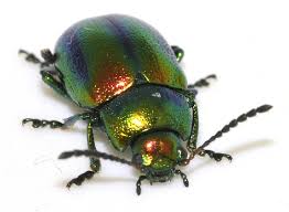 Attēlu rezultāti vaicājumam “Chrysolina fastuosa”