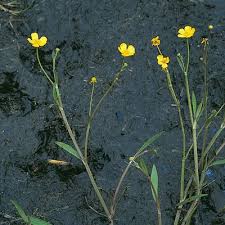 Attēlu rezultāti vaicājumam “Ranunculus flammula leaf”